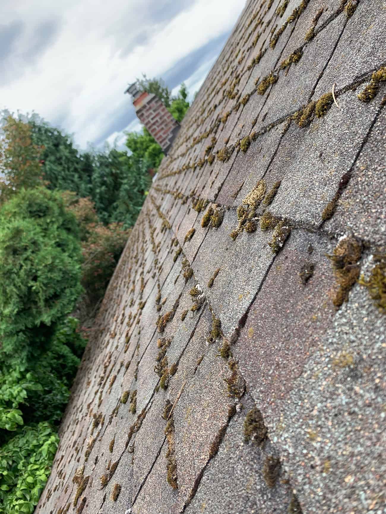 roof moss removal